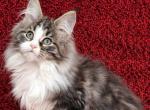 Dakota - Maine Coon Kitten For Sale - Hollywood, FL, US