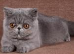 Diona - Exotic Cat For Sale - Pembroke Pines&comma; FL&comma; US