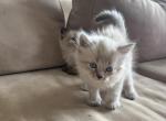 simba - Himalayan Kitten For Sale - Barrington&comma; IL&comma; US