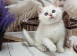 Male with blue eyes - British Shorthair Kitten For Sale - Glendale&comma; CA&comma; US