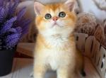 Best friend male affectionate - British Shorthair Kitten For Sale - Glendale&comma; CA&comma; US