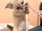 Angel - Siamese Kitten For Sale - Columbus&comma; GA&comma; US