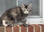 European Female Dilute Maine Coon - Maine Coon Kitten For Sale - Waynesboro&comma; PA&comma; US