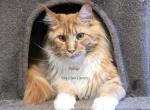 Hidalgo - Maine Coon Cat For Sale - 