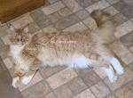 Hidalgo - Maine Coon Cat For Sale - Longmont&comma; CO&comma; US