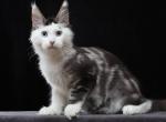 George - Maine Coon Cat For Sale - Miami&comma; FL&comma; US