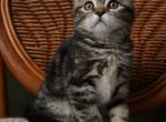Donna - Scottish Fold Kitten For Sale - 