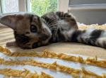 Luna - Bengal Kitten For Sale - Belleville&comma; NJ&comma; US