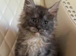 Zoey - Maine Coon Kitten For Sale - Omaha&comma; NE&comma; US