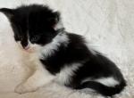 Slash - Maine Coon Kitten For Sale - Chicago&comma; IL&comma; US
