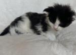 Beard - Maine Coon Kitten For Sale - Chicago&comma; IL&comma; US