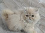 Cfa cream male persian kitten - Persian Kitten For Sale - Woodburn&comma; IN&comma; US