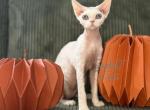 Devon Rex male kitten - Devon Rex Cat For Sale - Hollywood&comma; FL&comma; US