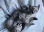 Bengalmese - Bengal Kitten For Sale - Whitehall&comma; PA&comma; US