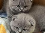 Flowers - Scottish Fold Kitten For Sale - Brooklyn&comma; NY&comma; US