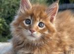Hani - Maine Coon Kitten For Sale - Odesa&comma; Odessa Oblast&comma; UA