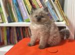 Himalayan Persian mix male - Himalayan Kitten For Adoption - Auburn&comma; WA&comma; US