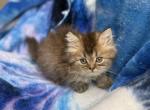 Persian mix male - Persian Kitten For Sale - Auburn&comma; WA&comma; US