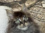 Teo - Maine Coon Kitten For Sale - Odesa&comma; Odessa Oblast&comma; UA