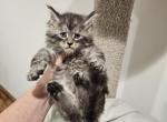 Silver Maine Coon girl w black collar - Maine Coon Kitten For Sale - MI&comma; US