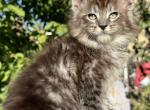 Fendi - Maine Coon Kitten For Sale - Odesa&comma; Odessa Oblast&comma; UA