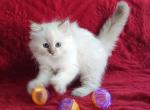 Mink Chocolate Lynx Point Female - Ragdoll Kitten For Sale - Sumter&comma; SC&comma; US