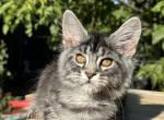 Dominica - Maine Coon Kitten For Sale - Odesa&comma; Odessa Oblast&comma; UA