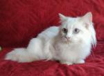 Traditional Lilac Bicolor Male - Ragdoll Cat For Sale - Sumter&comma; SC&comma; US