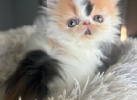 Pumpkin - Persian Kitten For Sale - Arlington Heights&comma; IL&comma; US