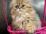 Lily - Persian Kitten For Sale - Plano&comma; TX&comma; US