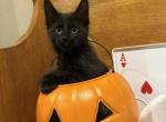 Ready Now CFA Maine Coon POLY black female - Maine Coon Kitten For Sale - Marshalltown&comma; IA&comma; US
