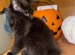 Ready Now CFA  black female Maine coon - Maine Coon Kitten For Sale - Marshalltown&comma; IA&comma; US