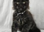 Trip - Maine Coon Cat For Sale - Hayden&comma; ID&comma; US