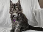 Zyra - Maine Coon Kitten For Sale - Hayden&comma; ID&comma; US