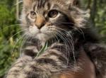 Capella - Maine Coon Kitten For Sale - Jackson&comma; TN&comma; US