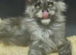 Imala - Maine Coon Kitten For Sale - Jackson&comma; TN&comma; US