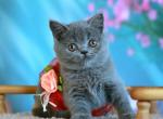 Vesta - British Shorthair Kitten For Sale - Grayslake&comma; IL&comma; US