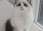 Miaomiao - Ragdoll Cat For Sale - Frisco&comma; TX&comma; US