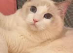 LA BU - Ragdoll Kitten For Sale - Irvine&comma; CA&comma; US