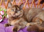 Hanna - British Shorthair Kitten For Sale - Los Angeles&comma; CA&comma; US