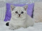 Frida - Scottish Straight Kitten For Sale - Los Angeles&comma; CA&comma; US