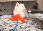 Angel - Ragdoll Cat For Sale - Cleveland&comma; OH&comma; US