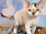 Yana - Devon Rex Cat For Sale - Norwalk&comma; CT&comma; US