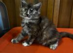 Teddy - Maine Coon Kitten For Sale - Fredericksburg&comma; VA&comma; US