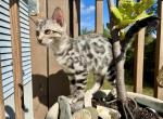 Slate Cashmere TICA - Bengal Kitten For Sale - Stroudsburg&comma; PA&comma; US