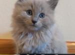 Cupcake - Ragdoll Kitten For Sale - Hutchinson&comma; MN&comma; US