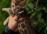 Max - Bengal Kitten For Sale - Los Angeles&comma; CA&comma; US