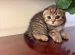 Scottish fold - Scottish Fold Kitten For Sale - Brooklyn&comma; NY&comma; US