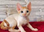 Fanta - Devon Rex Kitten For Sale - Norwalk&comma; CT&comma; US