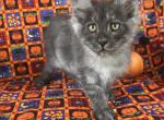 Maple - Maine Coon Cat For Sale - East Taunton&comma; MA&comma; US